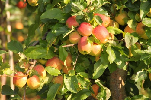 2011/09 - Jetzt ist Apfelzeit !!!
