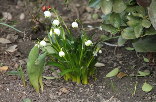 2012/03 – Der Märzenbecher ist unser Frühlingsbote.