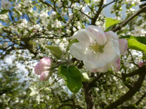 2014/04 – Die Obstblüte zeigt sich von ihrer schönsten Seite.
