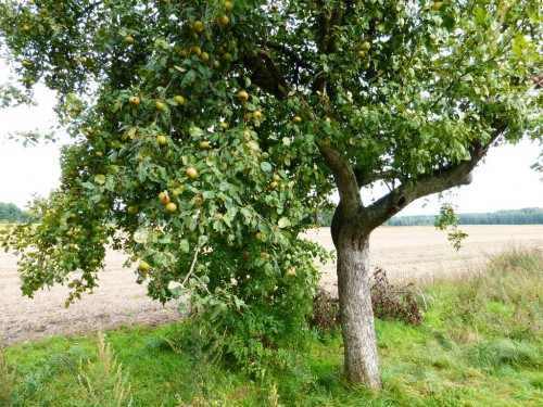 2014/08 – Apfelbäume am Weg.