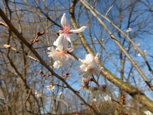 2015/01 – Blüten im Januar.