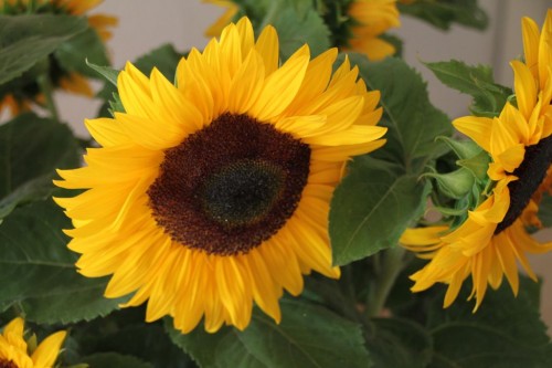 2015/07 - Die Zeit der Sonnenblumen beginnt.