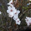 2016/03 – Blüten zur Osterzeit [2]