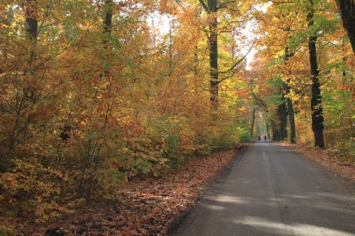 2016/10 - Auf durch den Herbstwald.
