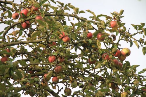 2016/10 – Für den kleinen Hunger sind noch Äpfel da.