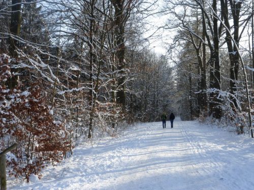 2017/01 - Winterwanderung in der Dresdner Heide.