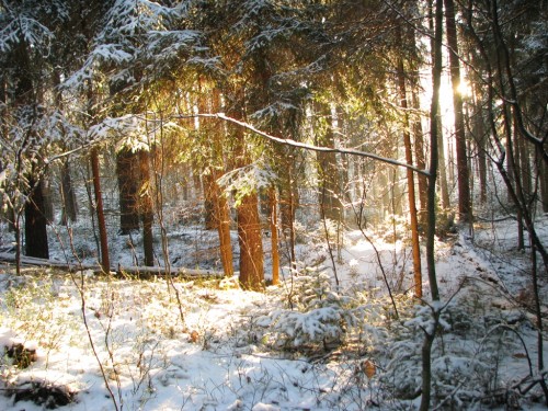 Dezember - Verschneit sind die Wälder.