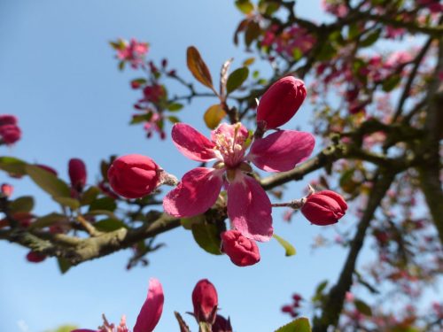 2018/04 - Hurra, der Frühling ist da!